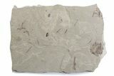 Crane Fly (Tipulidae) Mortality Plate - Green River Formation #377051-1